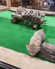 Sand Cat Cat GIF