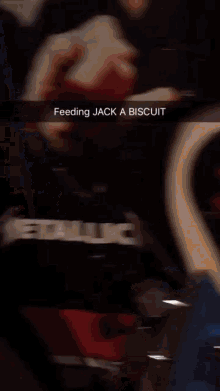 feedingjackabiscuit feeding
