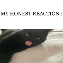 My Honest Reaction Cat GIF - My Honest Reaction Cat Car GIFs