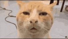 Cat On High Cat Drugs GIF - Cat On High Cat Drugs Drugs And Cats GIFs