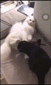 a white cat and a black cat are playing with each other in front of an apple computer