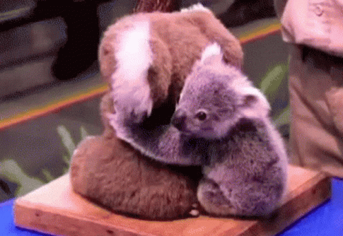 Cute Bear Baby Animals GIF - Cute Bear Baby Animals Australia ...