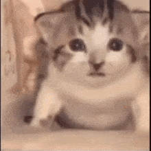 Cat Explode GIF - Cat Explode GIFs
