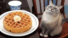 Cat Memes GIF - Cat Memes GIFs