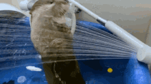 Otter Shower GIF - Otter Shower Stop GIFs