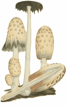 shaggy mane doubleblind mushroom shrooms fungus