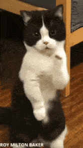 a black and white cat standing on its hind legs with the name roy milton baker below it