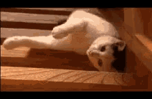 Cat Stairs GIF