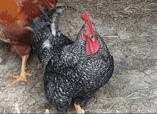 Funny Chicken GIF - Funny Chicken Rooster GIFs