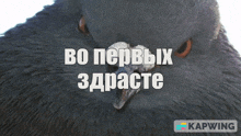 a close up of a pigeon 's face with the words bo первых здрасте above it