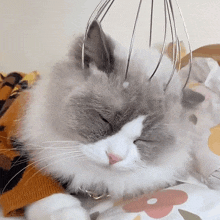 Massaging The Cat Puff GIF