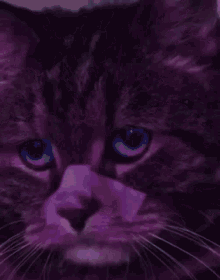 Cat Sad GIF - Cat Sad Blade Runner GIFs