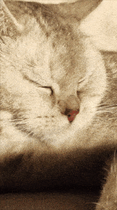 Kar Efenin Kedisi GIF - Kar Efenin Kedisi Beyaz Kedi GIFs