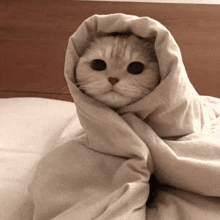 a cat wrapped in a white blanket looks at the camera