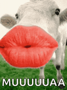 Kisses Cow GIF