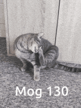 Mog 130 Mogcat GIF - Mog 130 130 Mog GIFs