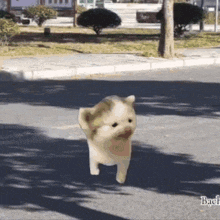 a small dog is walking down a street in a park .