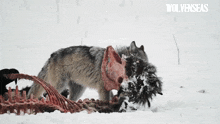 Wolf Wolf Therian GIF - Wolf Wolf Therian Therian GIFs