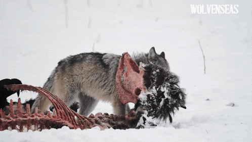 [Image: wolf-wolf-therian.gif]