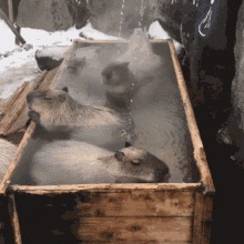 capychads capybara hot springs rodent