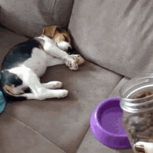 Hoai An Sleep Cute GIF - Hoai An Sleep Cute Dog GIFs