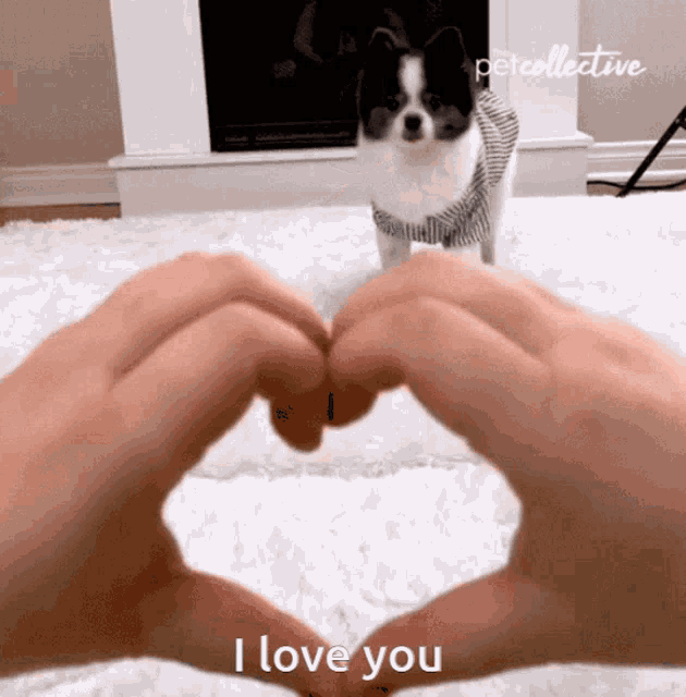 I Love You Puppy GIF - I Love You Puppy Heart Hands GIFs