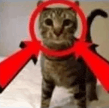 a cat with a red circle around its head and a red arrow pointing at it .