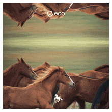a picture of a herd of horses with the word eco on the bottom right