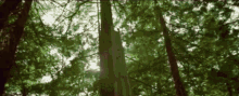 Tree Sdtwrh GIF - Tree Sdtwrh Oliver Tree GIFs