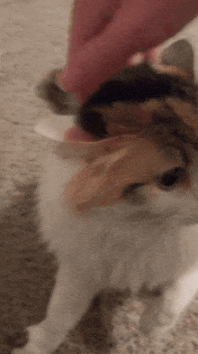 a person petting a cat 's ear with their hand