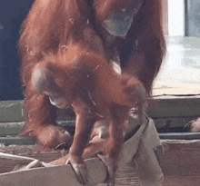 a close up of an orangutan standing in front of a window