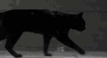 The End Black Cat GIF - The End Black Cat GIFs