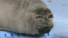 a seal with its eyes closed looks at the camera