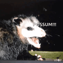 Possum Girl GIF - Possum Girl Yell GIFs