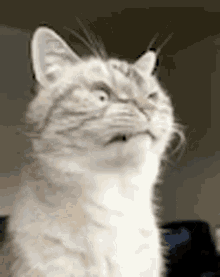 Uh Disgusted GIF - Uh Disgusted Cat GIFs