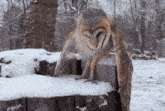 an owl sitting on top of a snowy stump