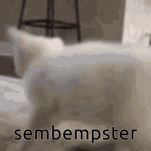 Sembempster Selmbester GIF - Sembempster Selmbester Cat Twerk GIFs