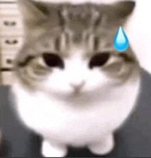 a close up of a cat with a tear coming out of its nose .