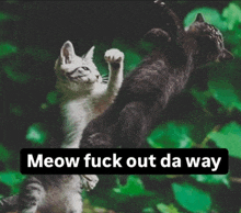 a picture of two cats with the words meow fuck out da way on the bottom