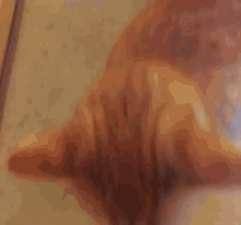 a close up of a cat 's tail on a table with a blurred background .