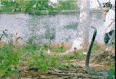 a man standing next to a snake with a watermark that says xnk