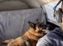 a german shepherd dog is sitting next to a man wearing headphones on a plane