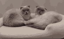 Loeya Kitty Bath GIF - Loeya Kitty Bath Cat Bath GIFs