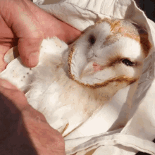Petting Barn Owl GIF - Petting Barn Owl Robert E Fuller GIFs