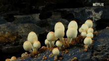 mushroom growing wild mushroom our planet coastal seas