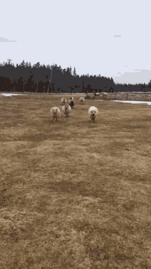What Happened Sheep GIF - What Happened Sheep Cute GIFs