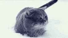 Cat Ears GIF - Cat Ears Snow GIFs