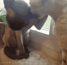 Cat Move GIF - Cat Move Stay Away From Me GIFs