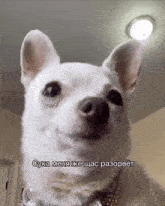a small white dog is looking at the camera with a caption in another language