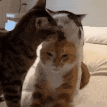 two cats are sitting next to each other on a bed and one of them is licking the other 's face .